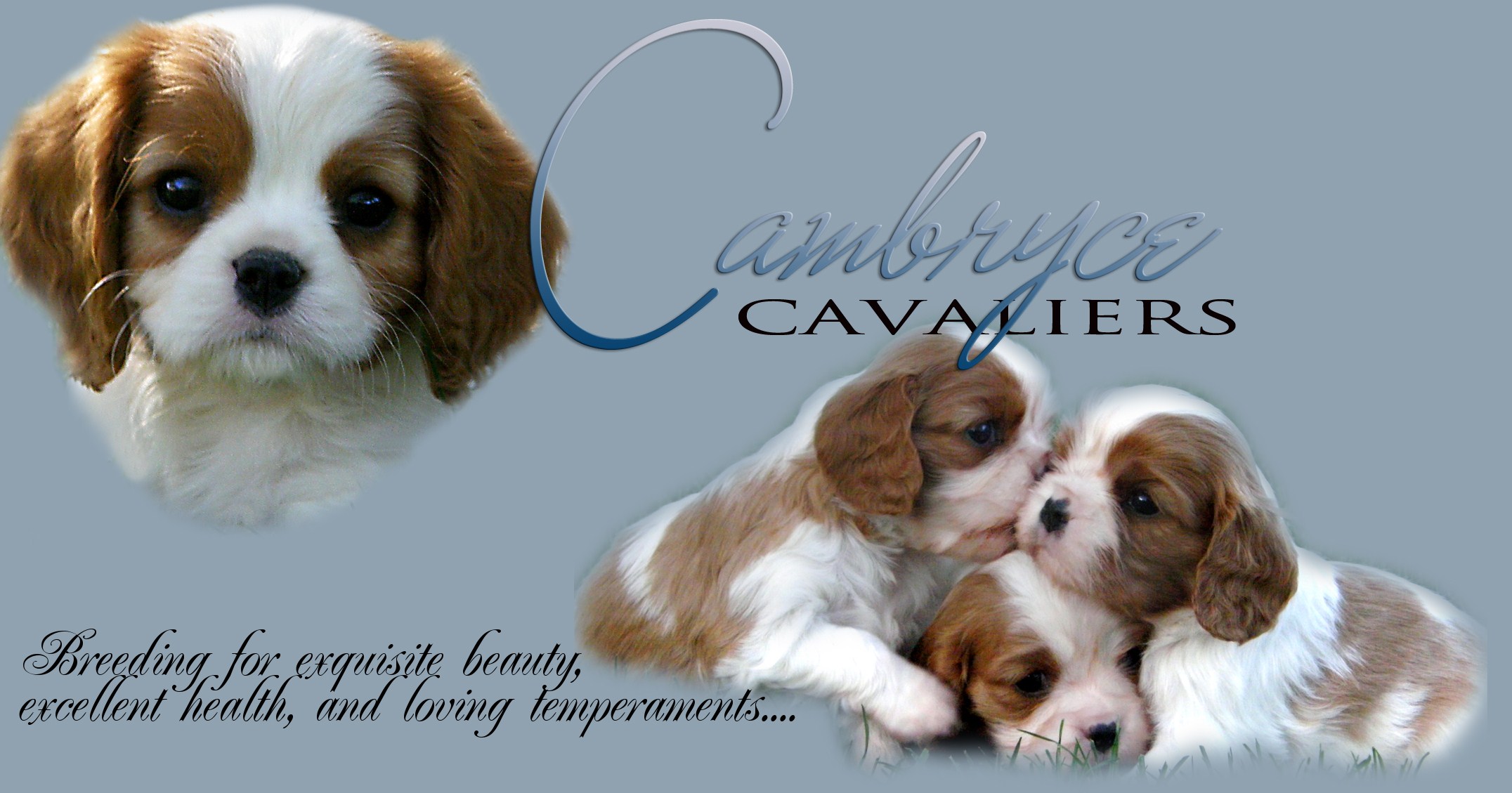 Cavalier King Charles Spaniel Puppies Available in Phoenix & Tucson, AZ