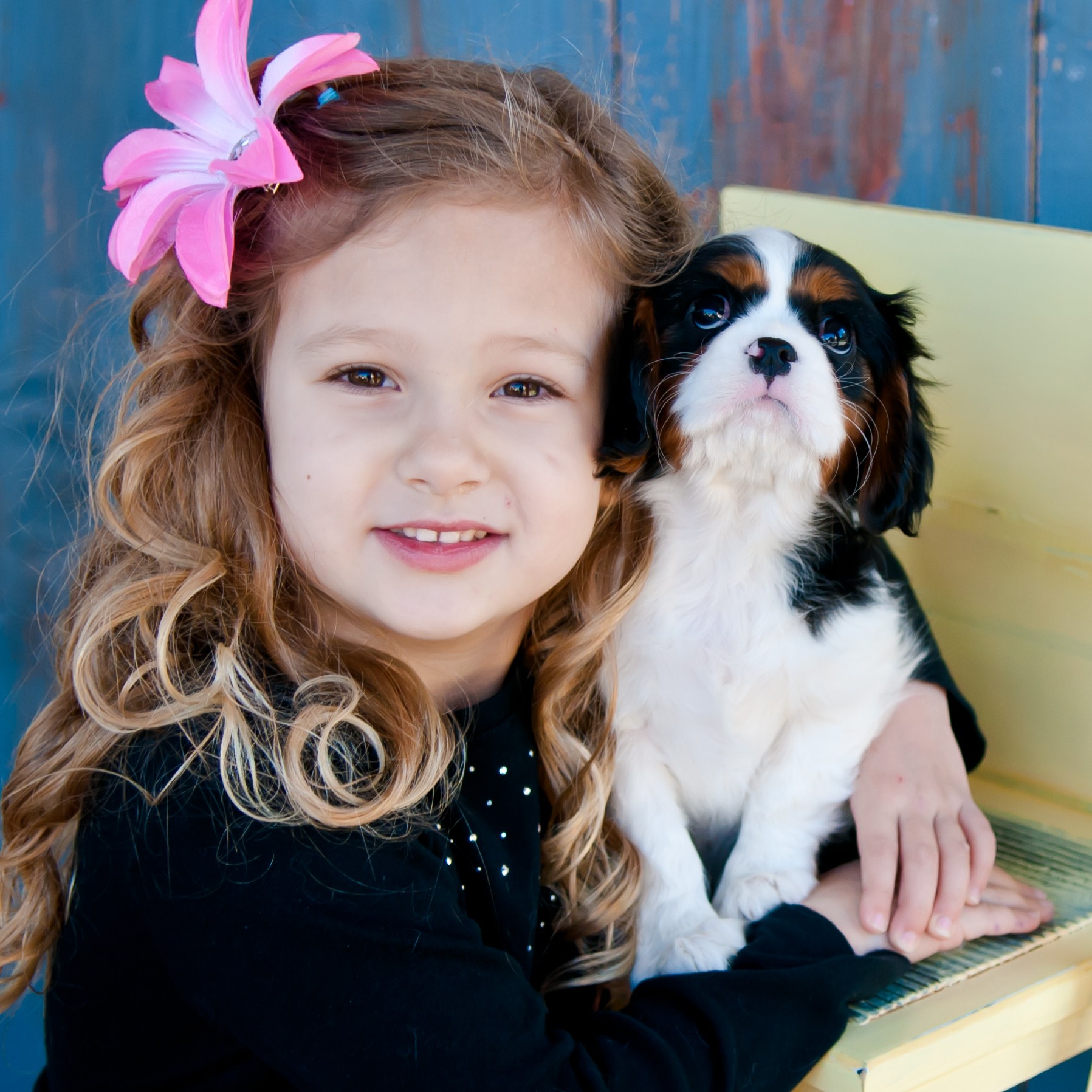 Cambryce Cavalier King Charles Spaniels - Breeders of  Puppies and Dogs in Tucson, Arizona